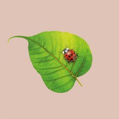 chicmic-bamboonapkin-BN145-Ladybug-00.
